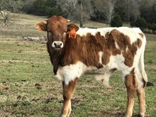 585 Crystal Brooke bull calf