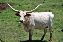 SH UNREGISTERED COW 
