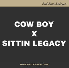 Cow Boy x Sittin Legacy 11/1